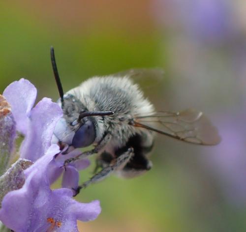Amegilla albigena